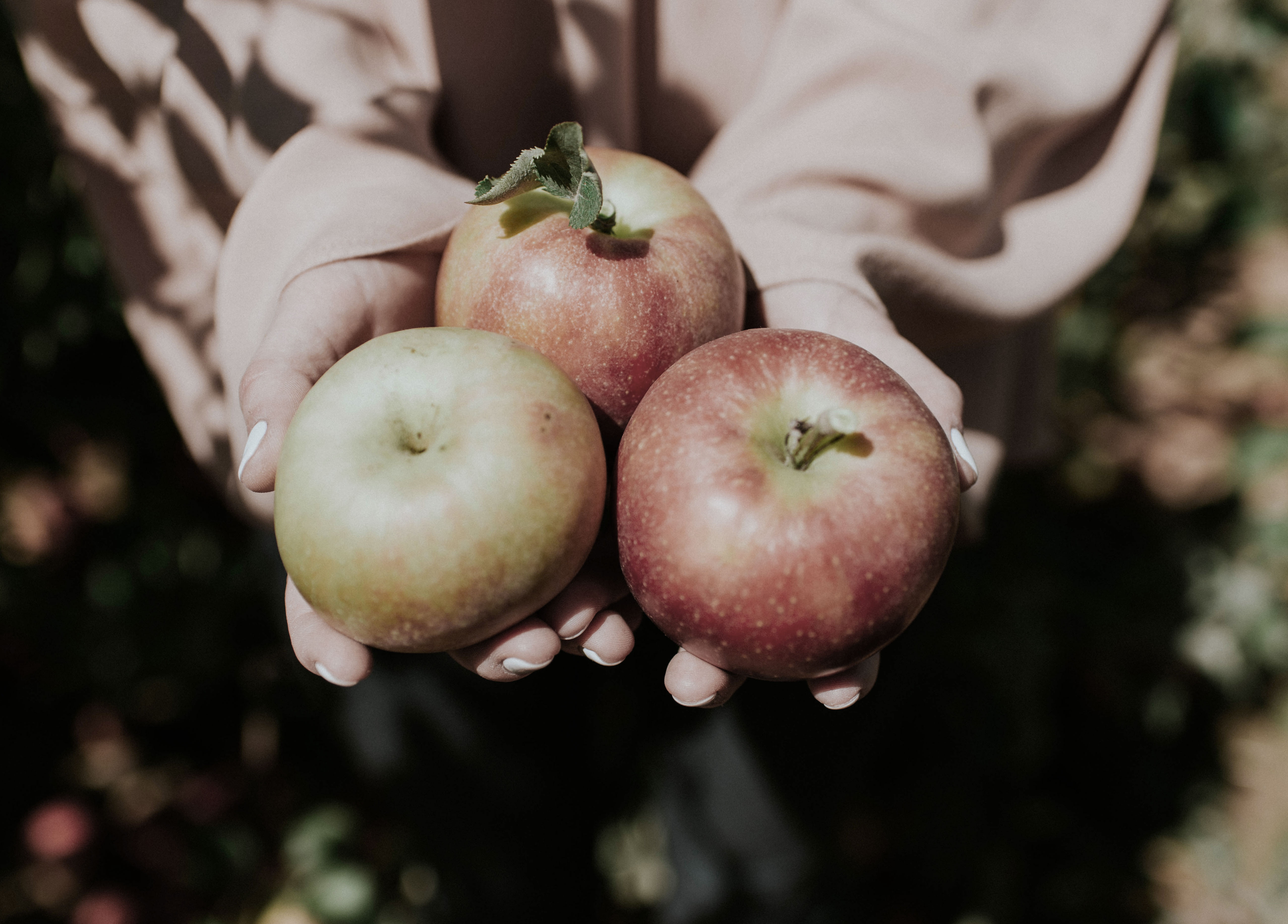 Fresh orchard apples used as inspiration for North Haven ACV vinaigrette.