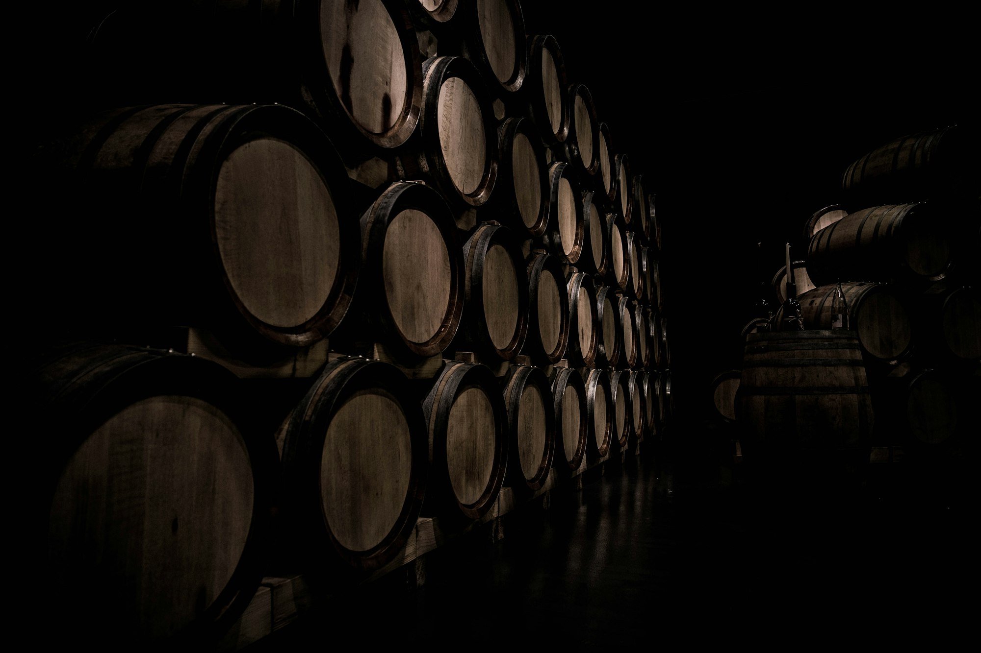 Rows of aging oak barrels in a dimly lit cellar — slow fermentation as the North Haven mother culture works through each barrel.